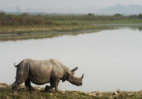 Asian rhino photo