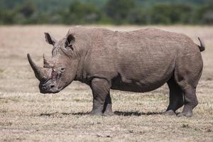 Rinoceronte blanco pastando en la naturaleza, África