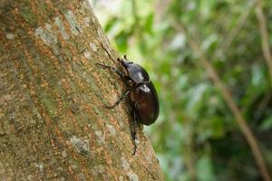 Female siamese rhinoceros beetle on a tree