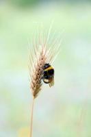 Bumblebee on wheat-ear