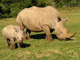 Madre y joven rinoceronte, Sudáfrica. foto