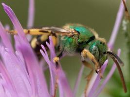 Green Metallic Sweat Bee on Purple flower photo