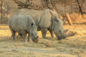 White rhinos photo