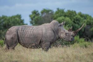 vista lateral de rinoceronte foto