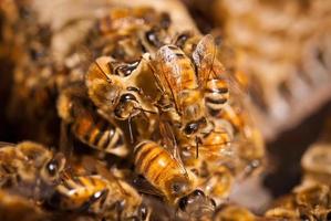 Close-up of honeybees photo