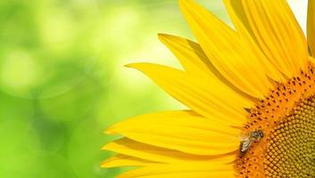 Honey bee on a sunflower photo
