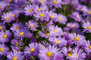 miel de abeja en flores azules foto