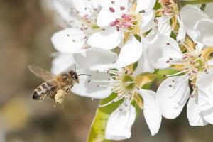polinización de abejas foto