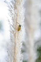Bee stands out on white feather like plant