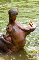 hipopótamo foto