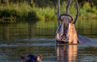 Yawning Hippopotamus photo