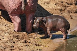 Baby hippopotamus photo