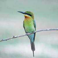 Blue-tailed Bee-eater photo