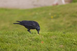 black crow on green grass