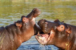 Two fighting young male hippopotamus Hippopotamus photo