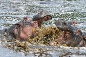 Hippos photo