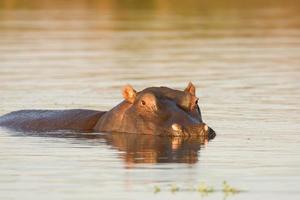 Hippo in the water photo