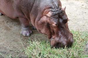 hippo eating fresh green grass