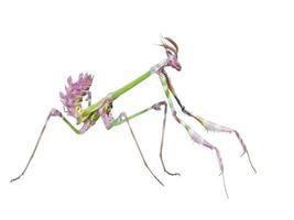 Dangerous predator mantis insect catches prey photo