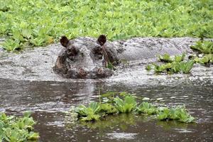 hippopotamus wallowing in mud photo