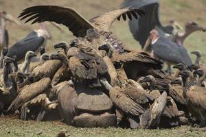 White-backed Vulture (Gyps africanus) crowding on Hippopotamus carcass (Hippopotamus amphibius) photo
