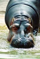 hipopótamo entrando en el agua