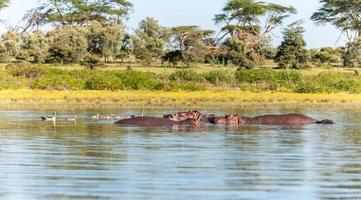 Group of hippopotamus in water photo