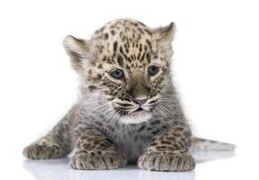 Persian leopard Cub (6 weeks) photo