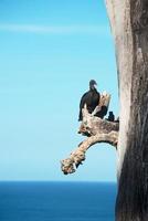 Black vulture perches on a dead branch