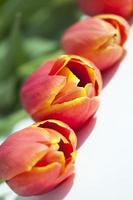 Tulips in a row (Tulipa), close-up photo