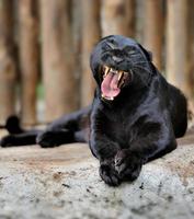 Black leopard photo