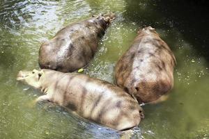 Three hippos lying in the water