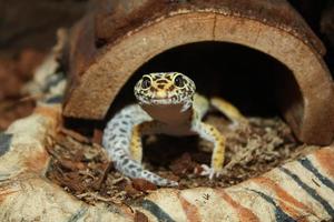 gecko leopardo foto