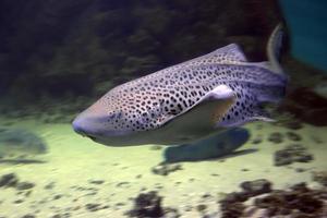 Leopard shark photo