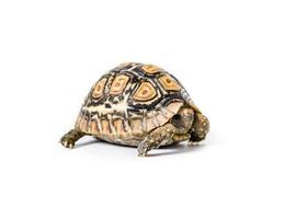 Pet Tortoise photo
