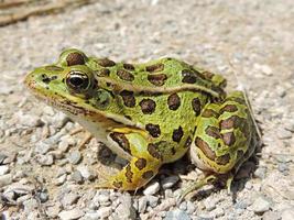 Northern Leopard Frog photo