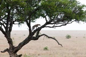 leopardo trepando en un árbol