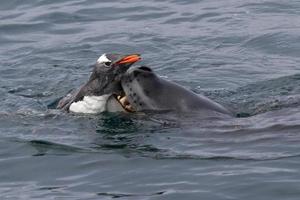 foca leopardo que agarra el pingüino gentoo