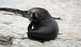 New Zealand Fur Seal near Kaikoura (New Zealand) photo