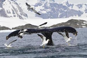 humpback whale tail that dives during feeding 1