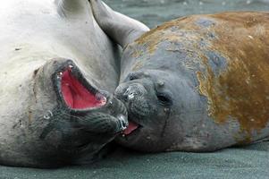 Elephant seals sparring, Sandy Bay, Macquaries Island photo