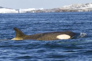 orca hembra o orca flotando