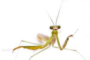 Green Praying Mantis isolated photo
