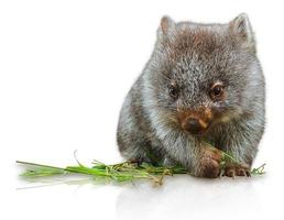 Little Wombat photo