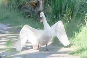 Combative Swan, photo