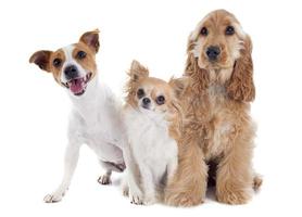 three little dogs photo