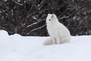 Arctic Fox in winter photo