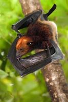flying fox bat photo