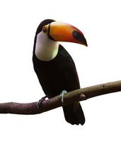 Common Toucan. Isolated over white background