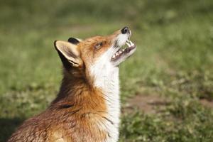 Red Fox vixen in Surrey, England